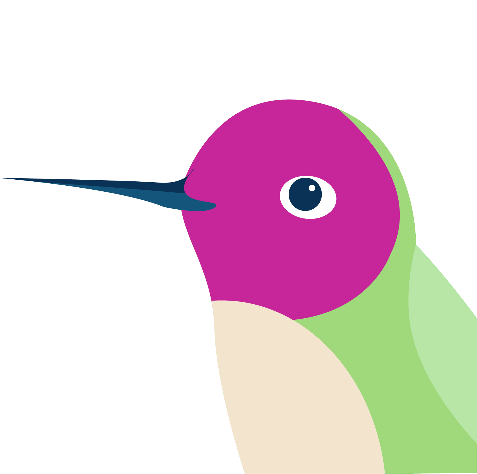Hummingbird illustration
