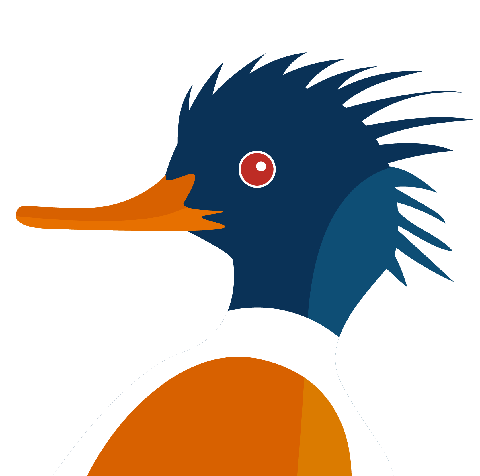 Merganser illustration